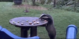 A screenshot of the badger on its hind legs, attempting to grab the cocktail sausages from the picnic table.
