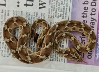 Deadly snake pictured at South Essex Wildlife Hospital