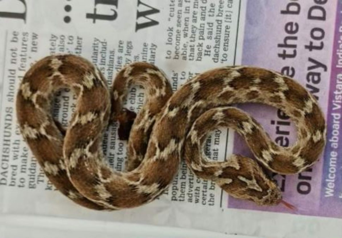 Deadly snake pictured at South Essex Wildlife Hospital