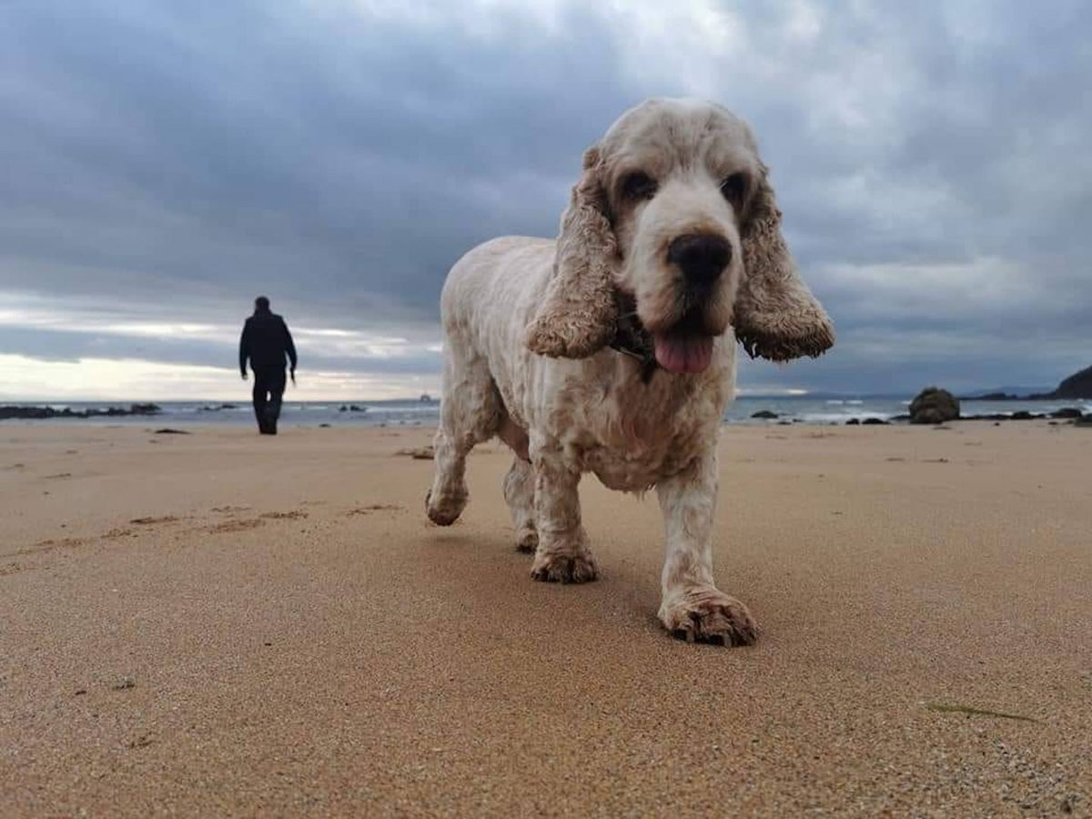Louie on the beach