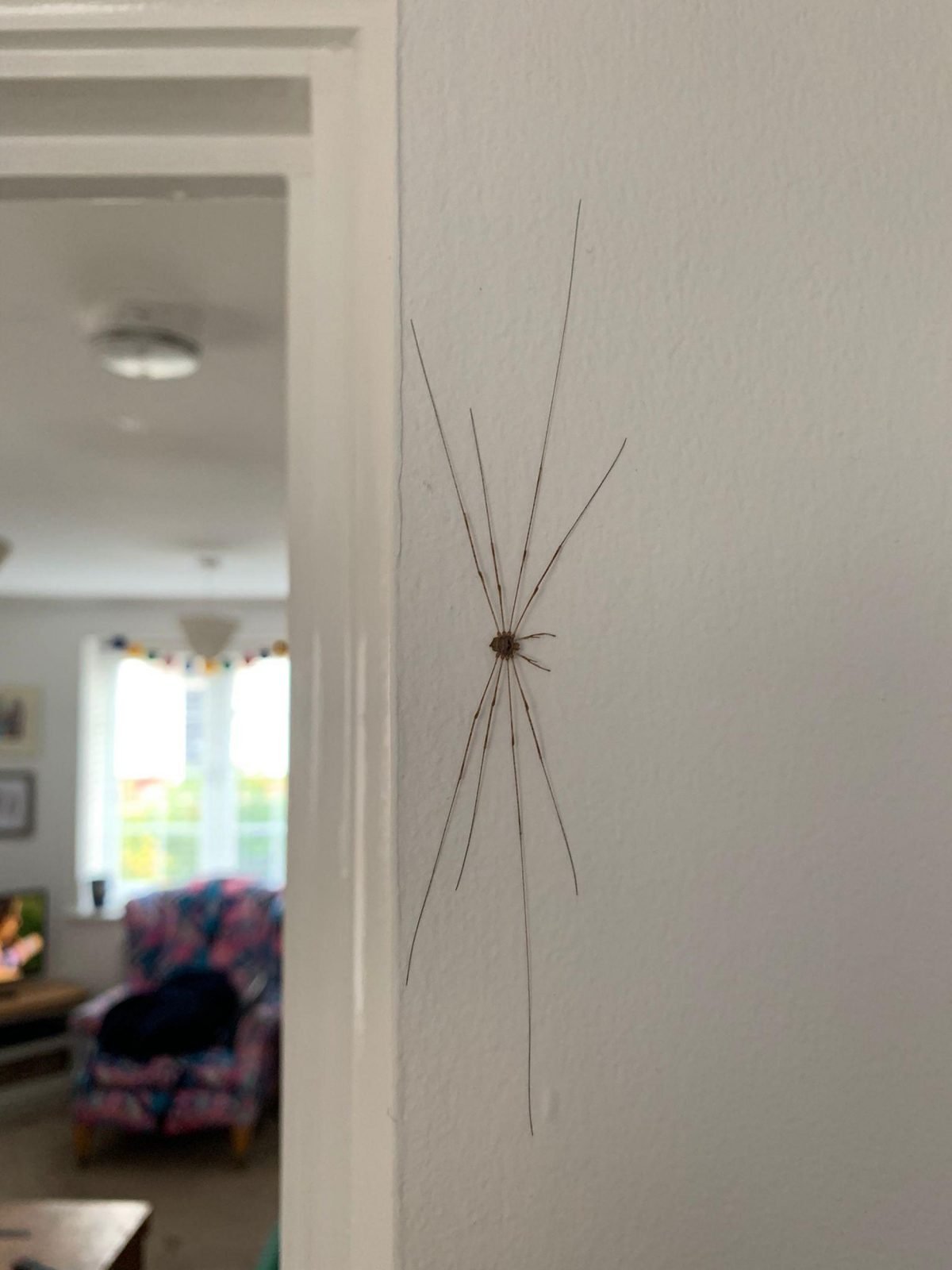 The massive daddy long legs, found by Alina on her kitchen wall.
