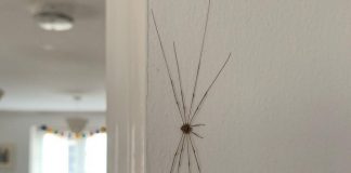 The massive daddy long legs, found by Alina on her kitchen wall.
