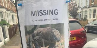 The poster of the "missing" Komodo dragon