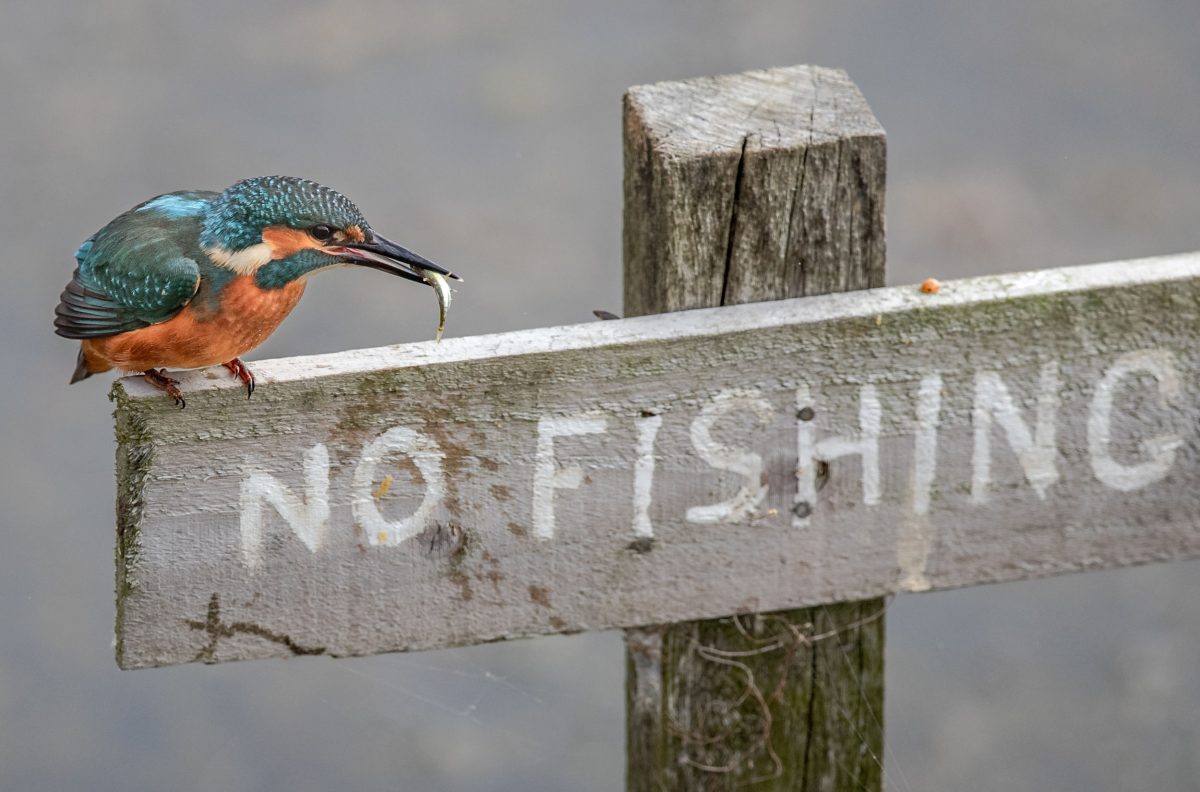 Kingfisher no fishing