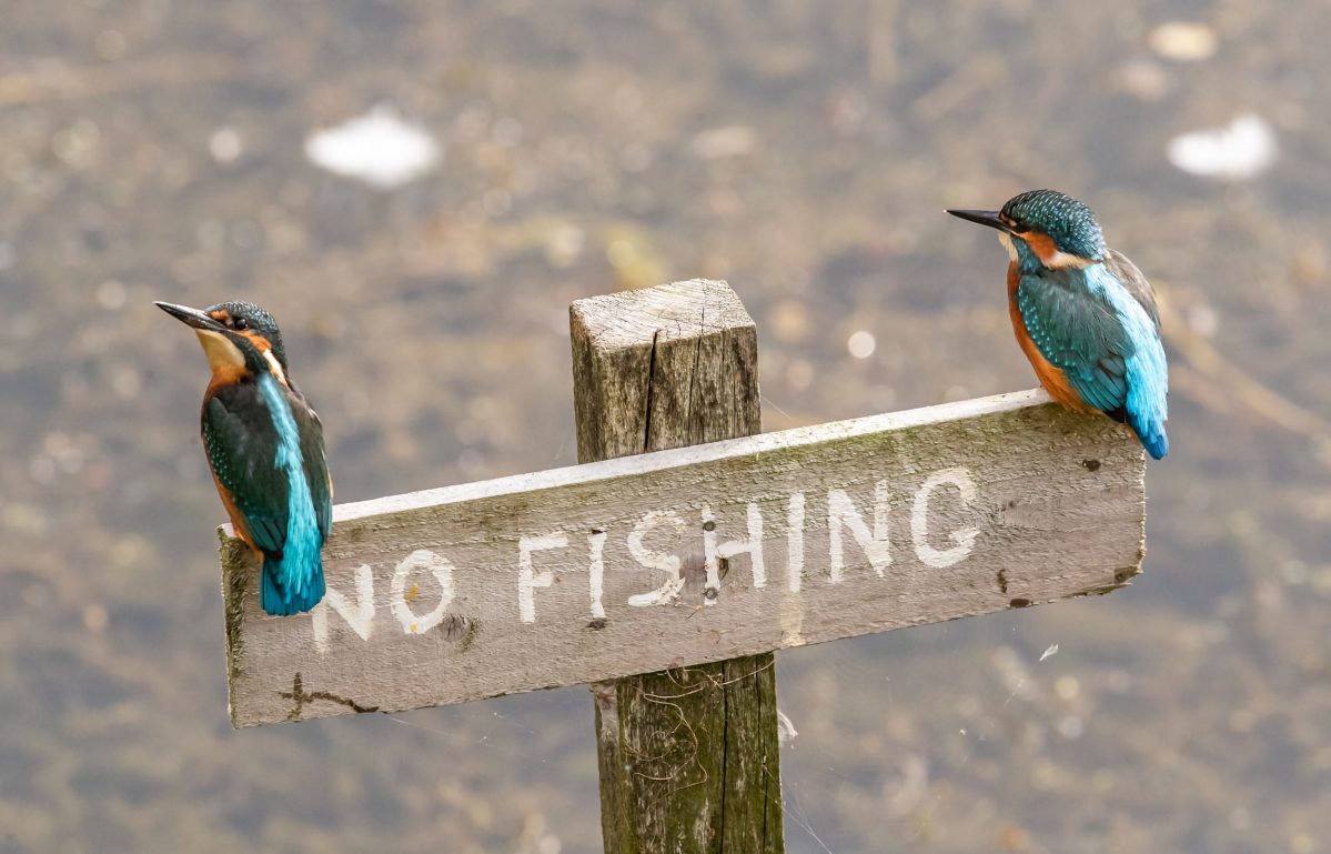 Kingfishers sit on a sign