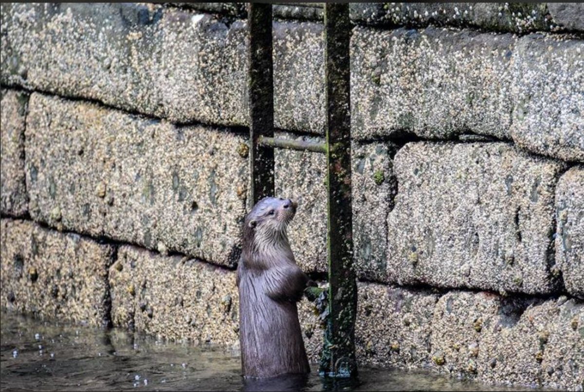 The otter climbing the ladder at the dock