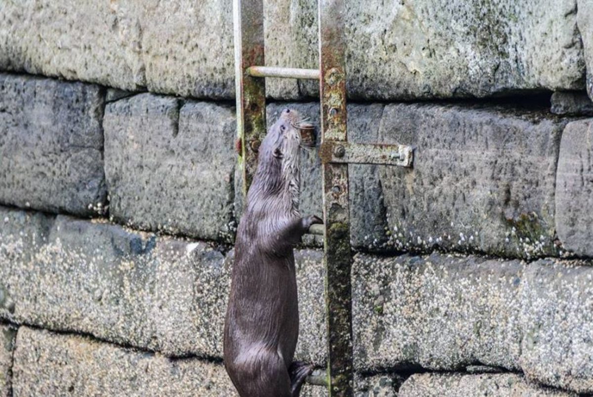 The otter continuing to climb the ladder