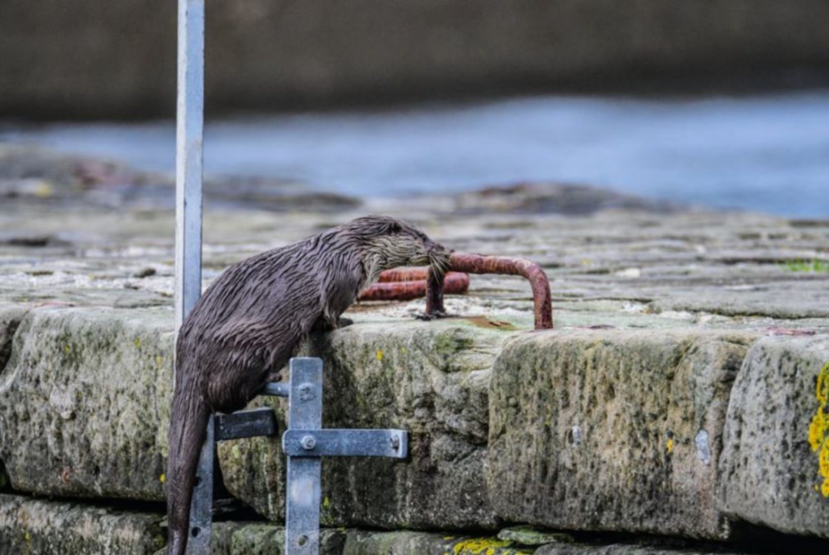 The otter reaches land after climbing the ladder