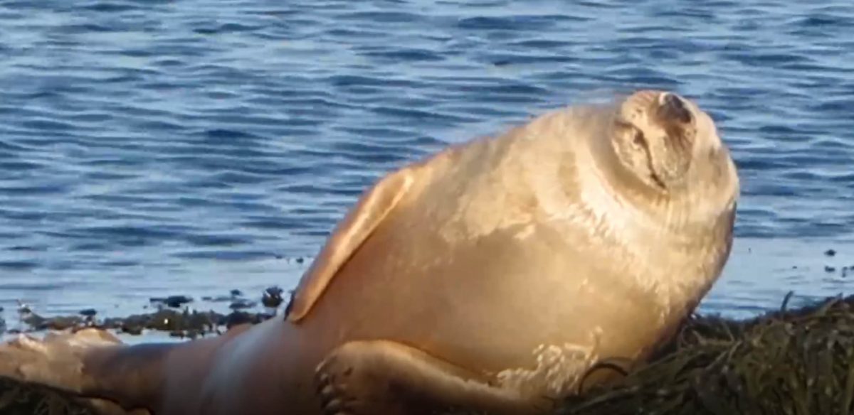 Seal scratching itself on the rocks