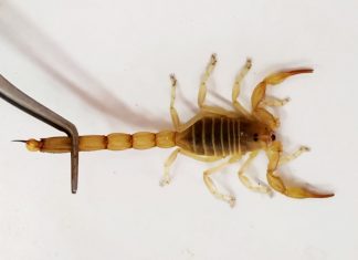 Scorpion venom study to fight coronavirus variants - Research news