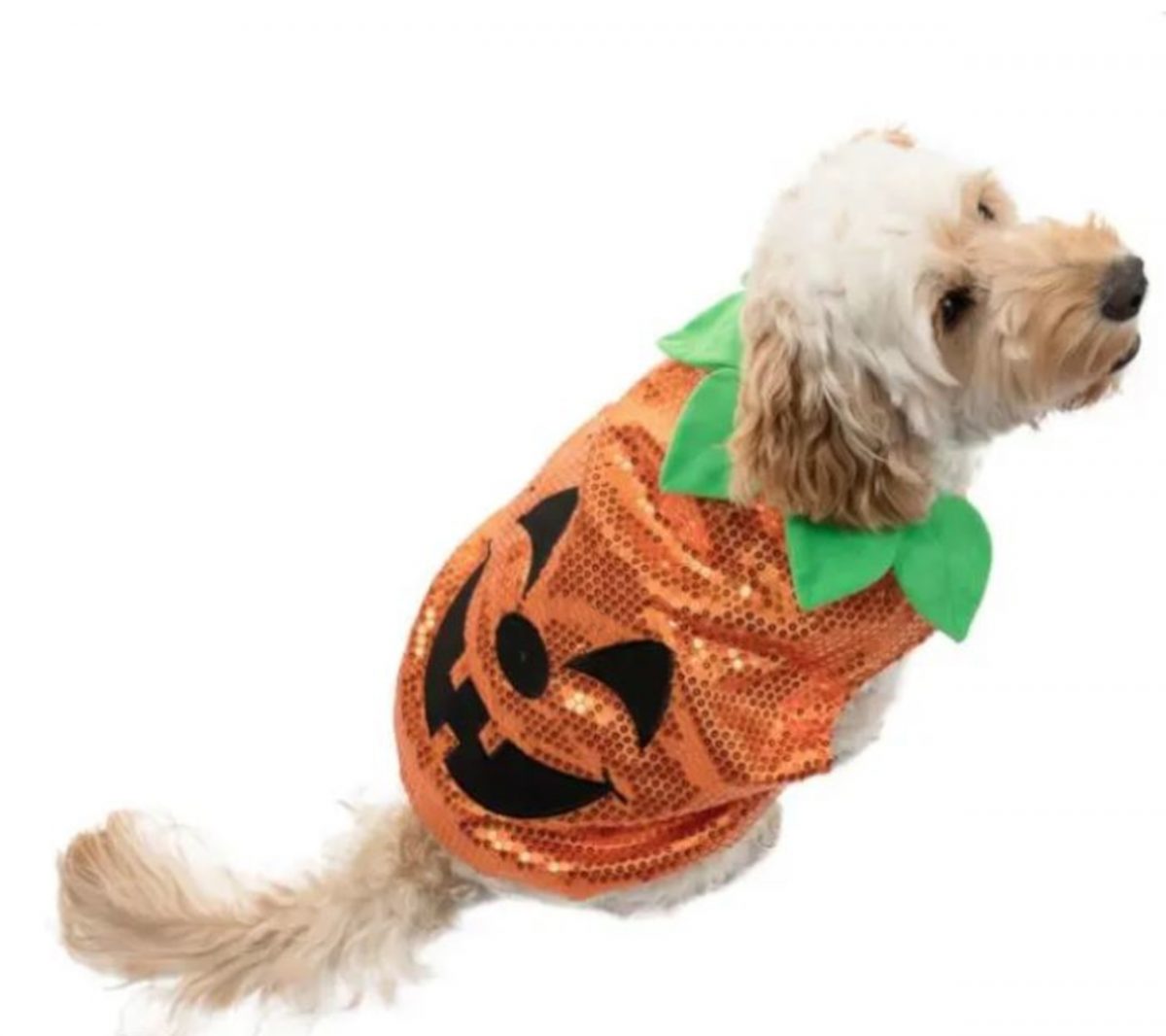 Dog wearing the pumpkin costume