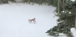 Still of fox bouncing around the snowy garden.