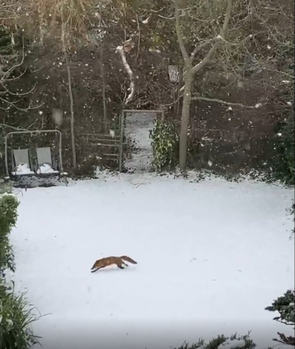 Still of the fox racing through the snow in the garden.