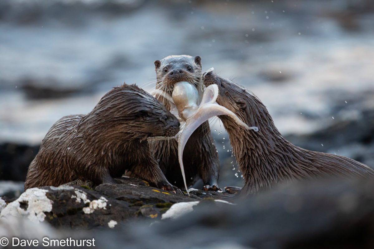 The otters eat their octopus