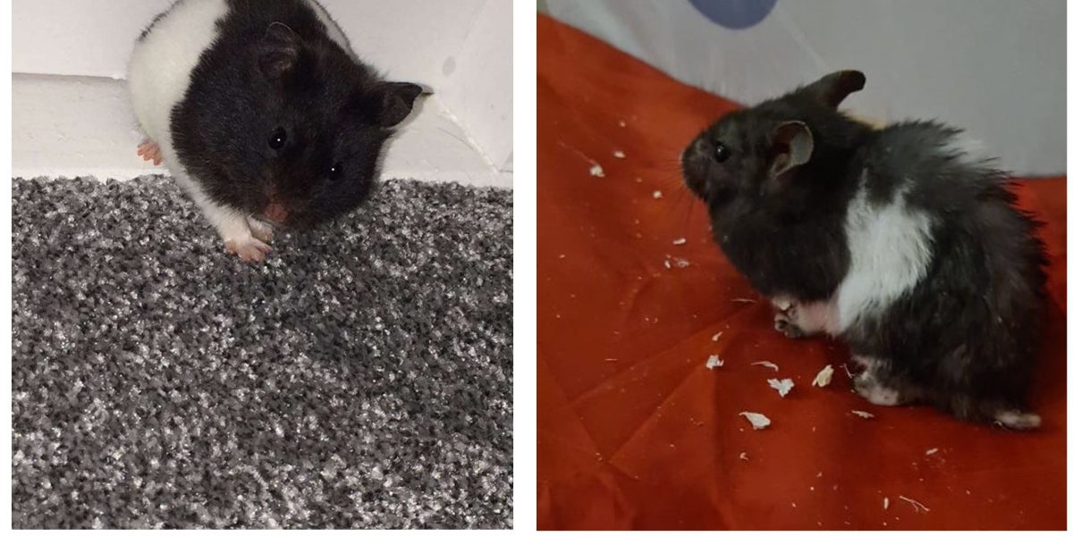 Pablo before and after going missing