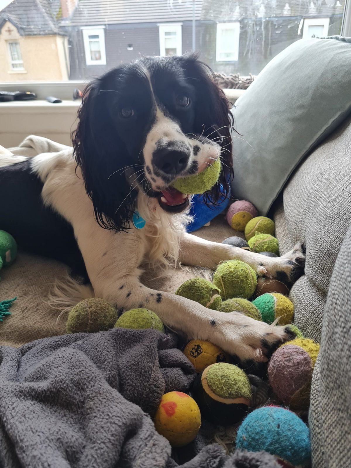 Griffin the spaniel sitting with his stash of tennis balls