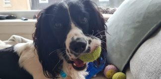 Griffin the spaniel sitting with his stash of tennis balls