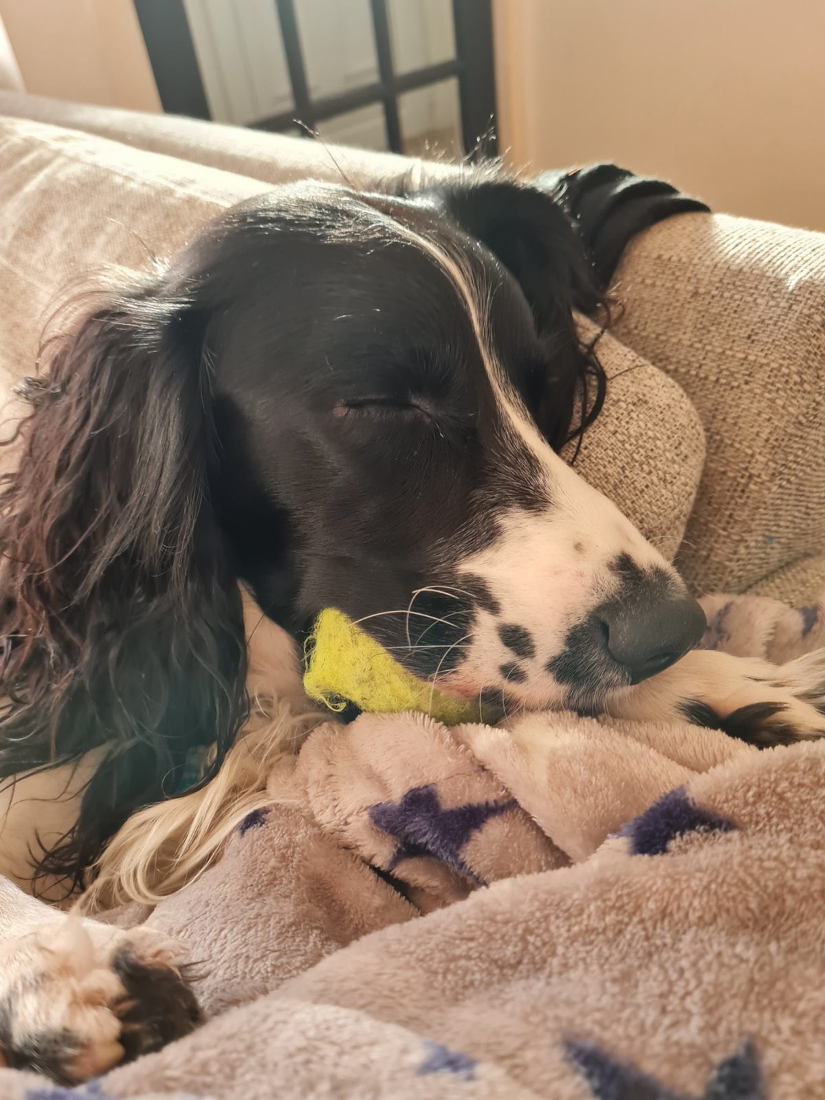 Griffin fast asleep with the tennis ball by his jaw