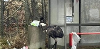 The escaped emu by the bin at a Livingston bus stop.