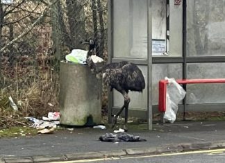 The escaped emu by the bin at a Livingston bus stop.