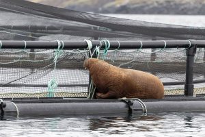 Artic walrus spotted in Shetland Islands