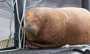 Freya the walrus is very content at the salmon farm
