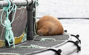 The famous walrus is found sleeping at Shetland salmon farm 
