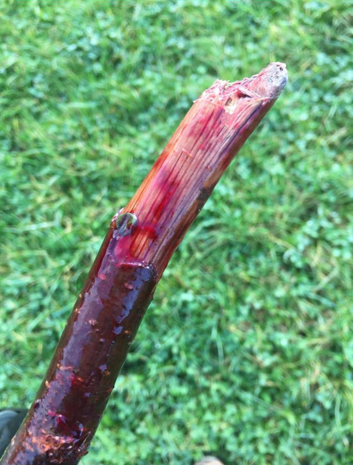 The bloodied stick