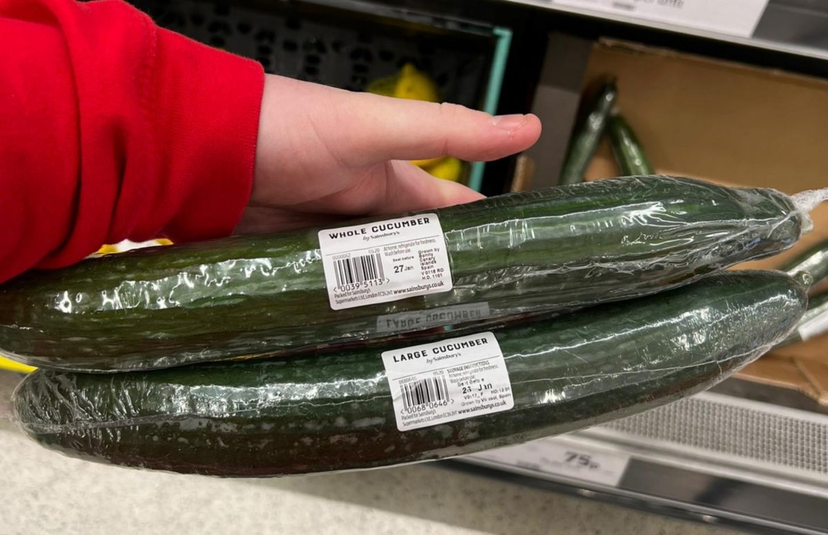 The similarly-sized cucumbers