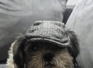 Dogs wear flat caps