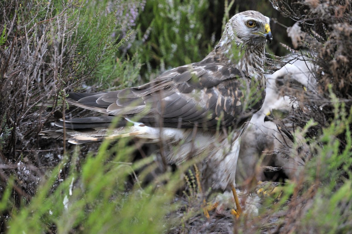 Hen Harrier at its nest.