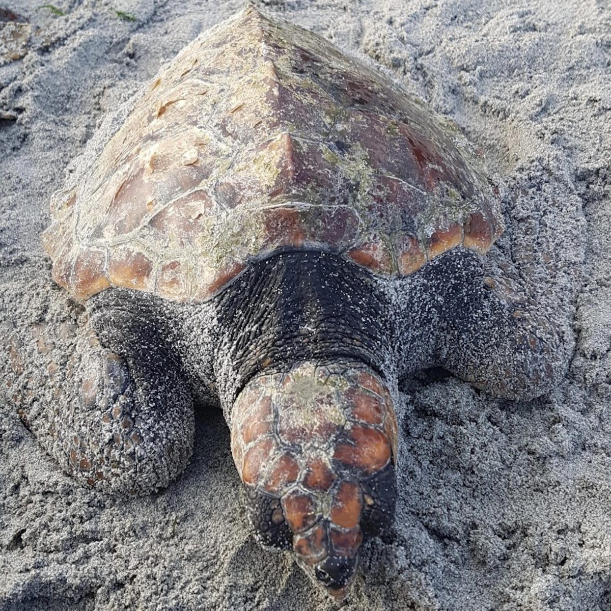 The turtle that washed up on Iona
