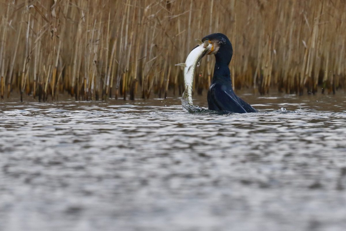 The cormorant prepares to eat the pike