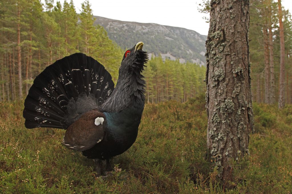 Caprcaillie in the Cairngorms..