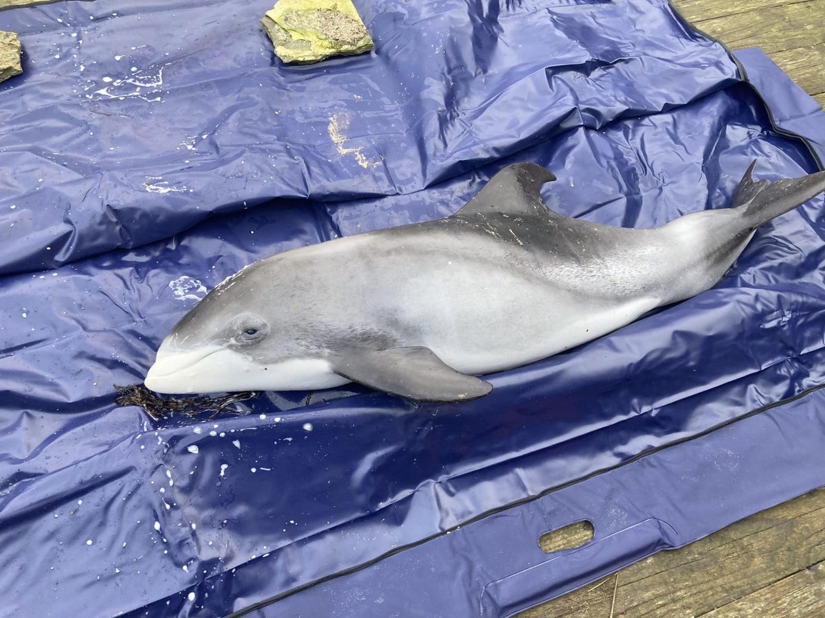 The dead dolphin calf
