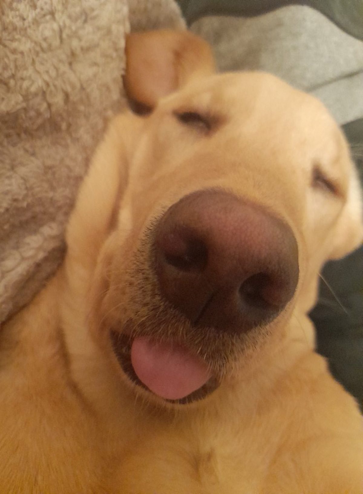 Larry the Labrador sleeping with his tongue out