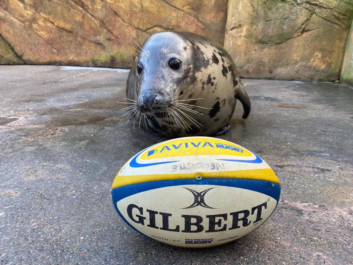 Jinx the seal with a rugby ball