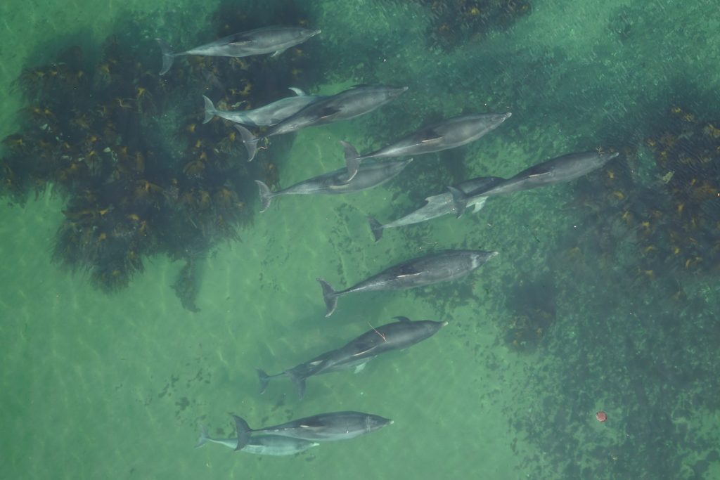 Aerial photo of dolphin pod.
