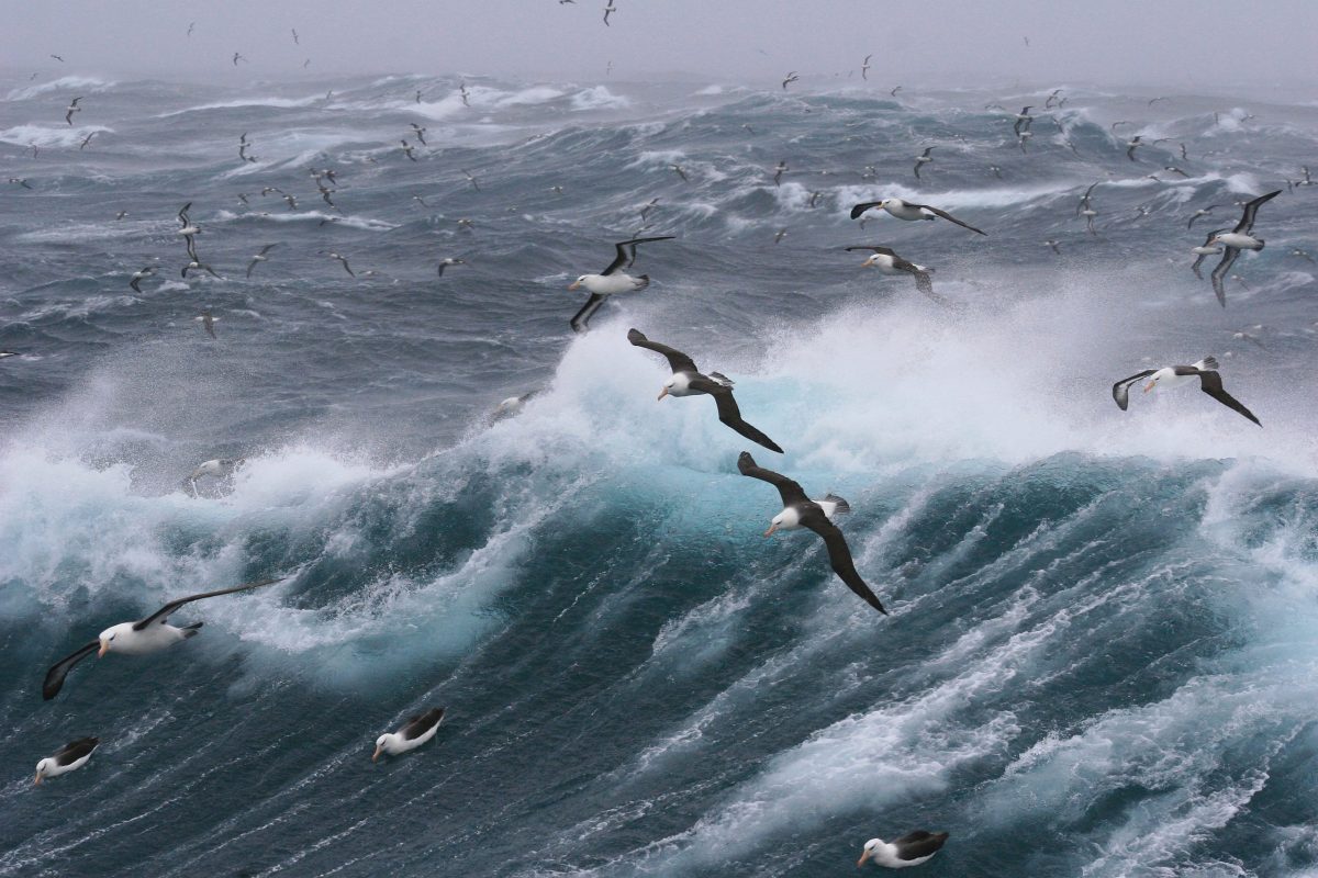 Seabirds flying over the ocean.