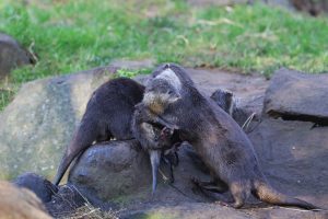 Otter Quadruplets born at Edinburgh Zoo.