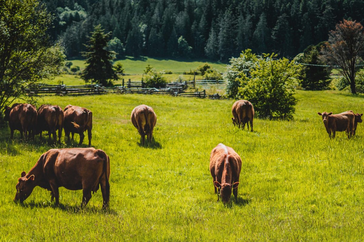 Cattle grazing on grassland.