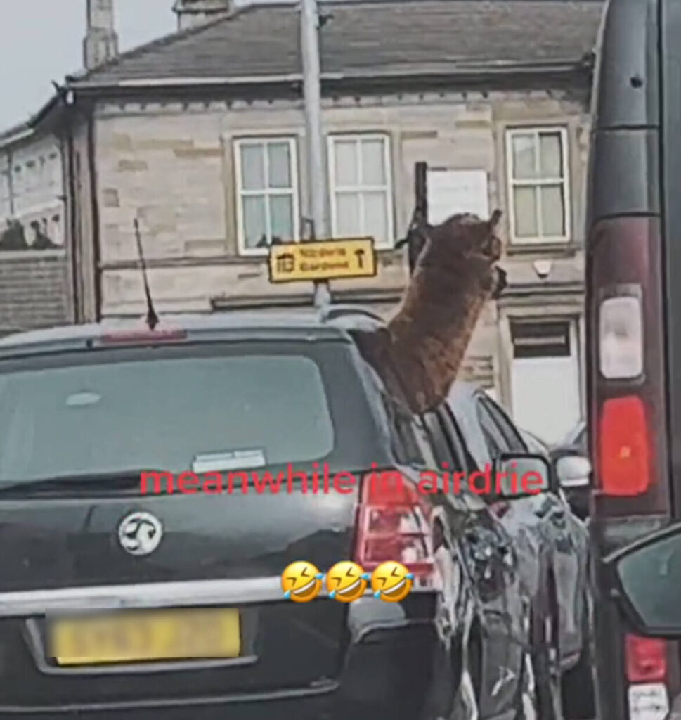 Alpaca hanging out of window 