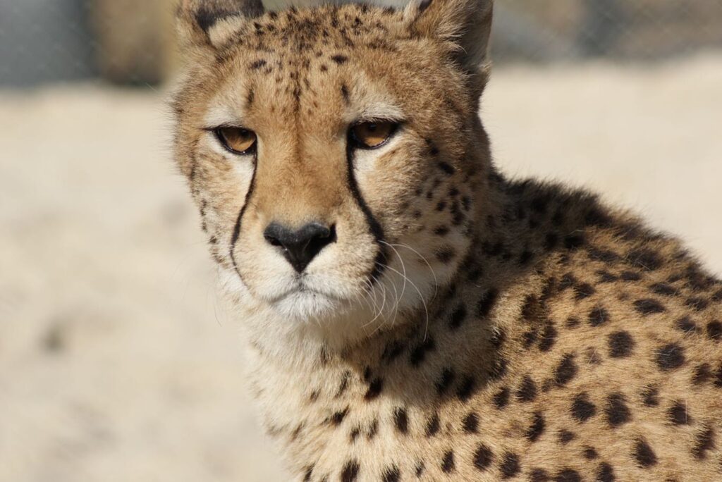 The cheetah up close