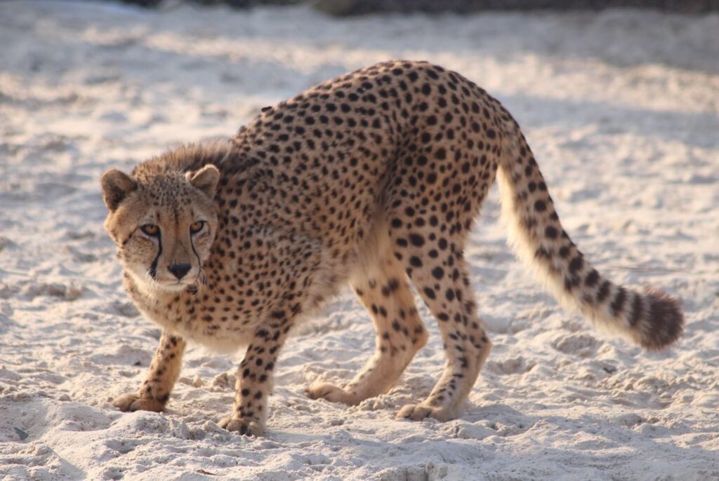 One of the new cheetah's takes in it's surrounding