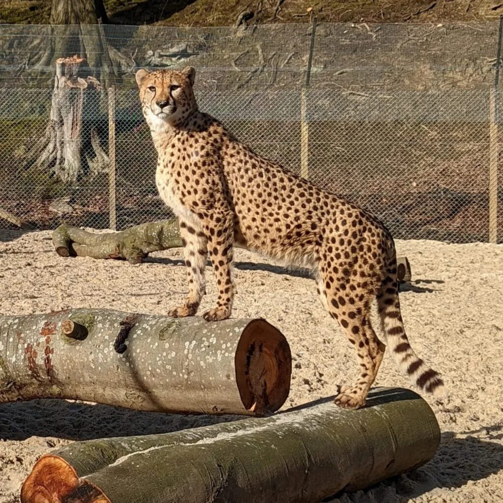 One of the cheetah's in the first phase of their enclosure