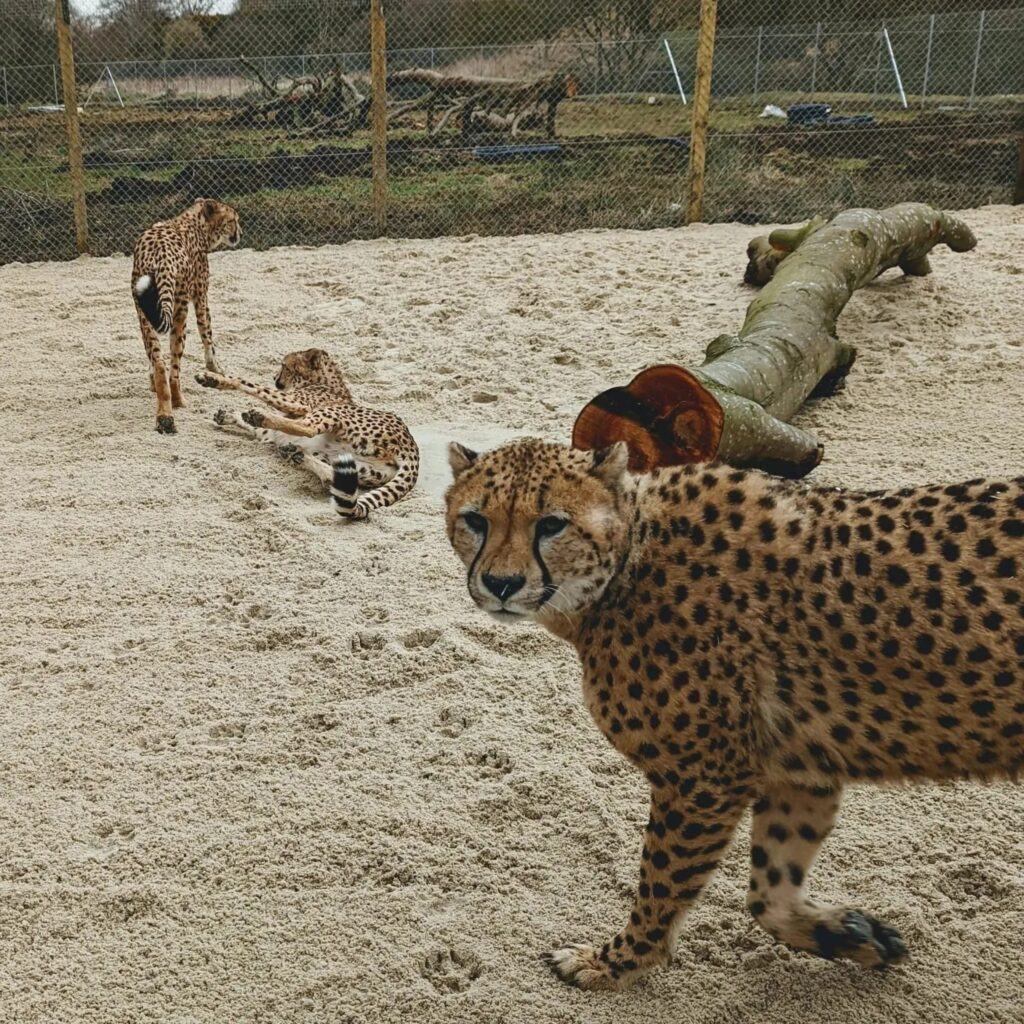 Three of the cheetah's in their new enclosure