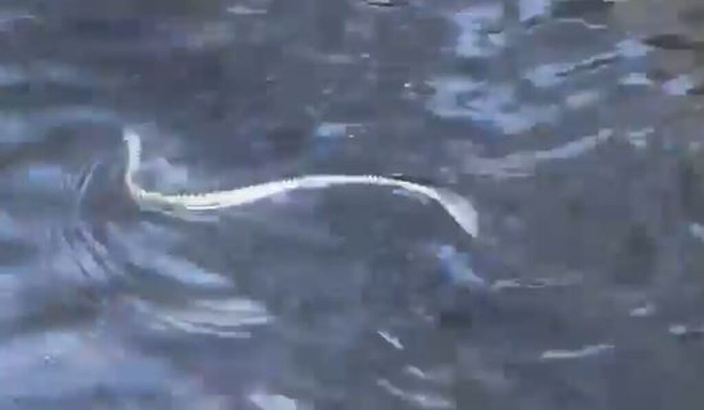 The snake stayed in the water for ten minutes