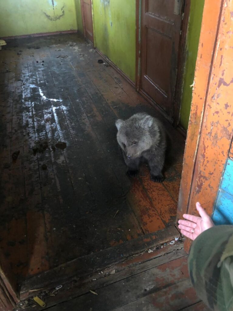 Byara was found as a cub living in a wooden house