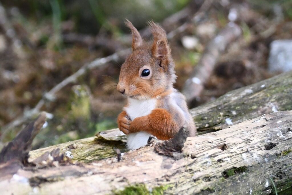 Cutest red squirrel