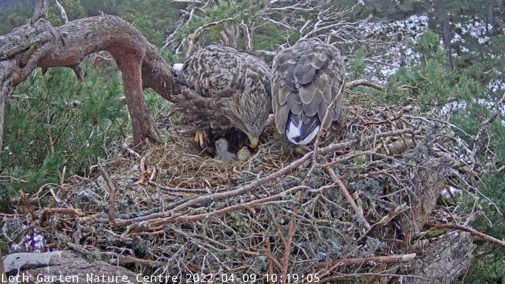 Eagle parents watching over the newly hatched chick.
